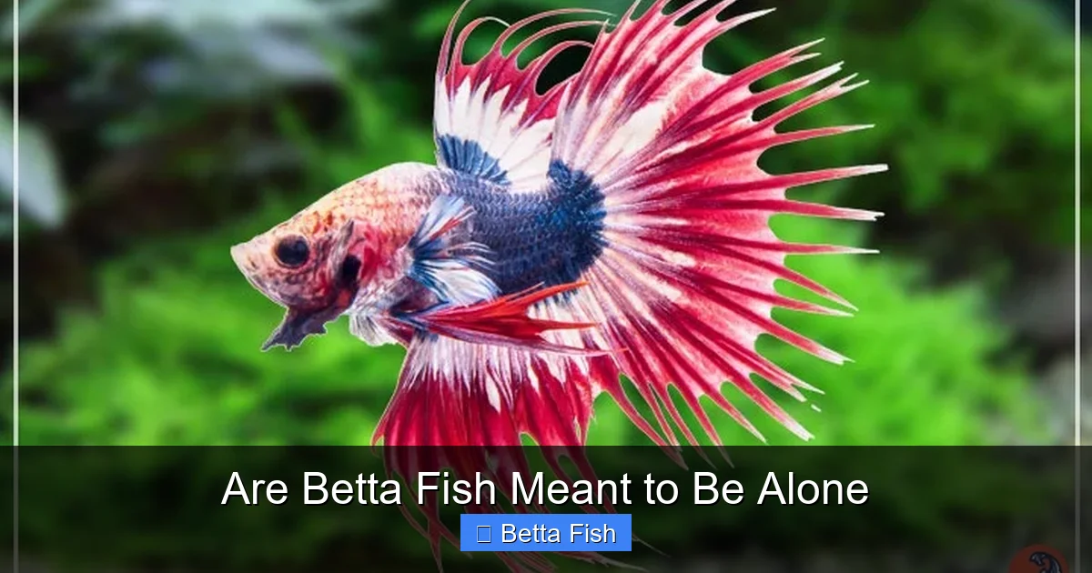 Are Betta Fish Meant to Be Alone
