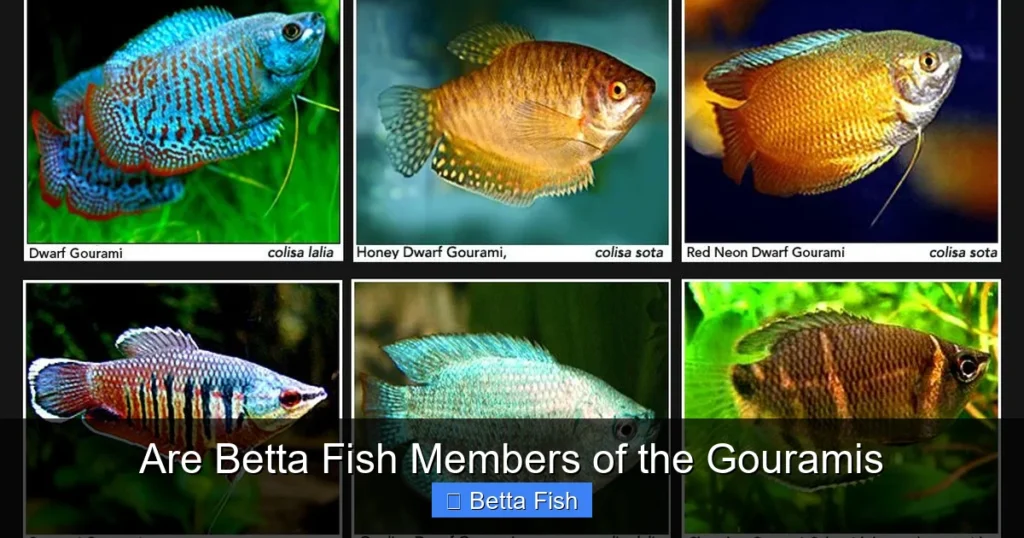Are Betta Fish Members of the Gouramis