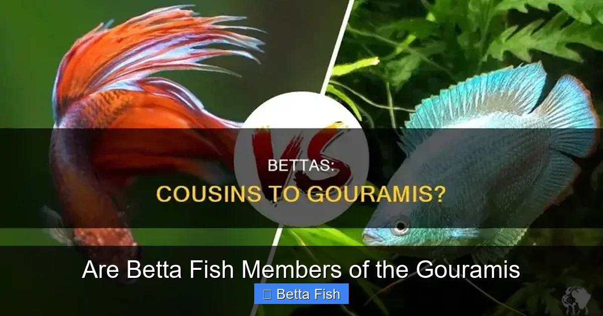 Are Betta Fish Members of the Gouramis