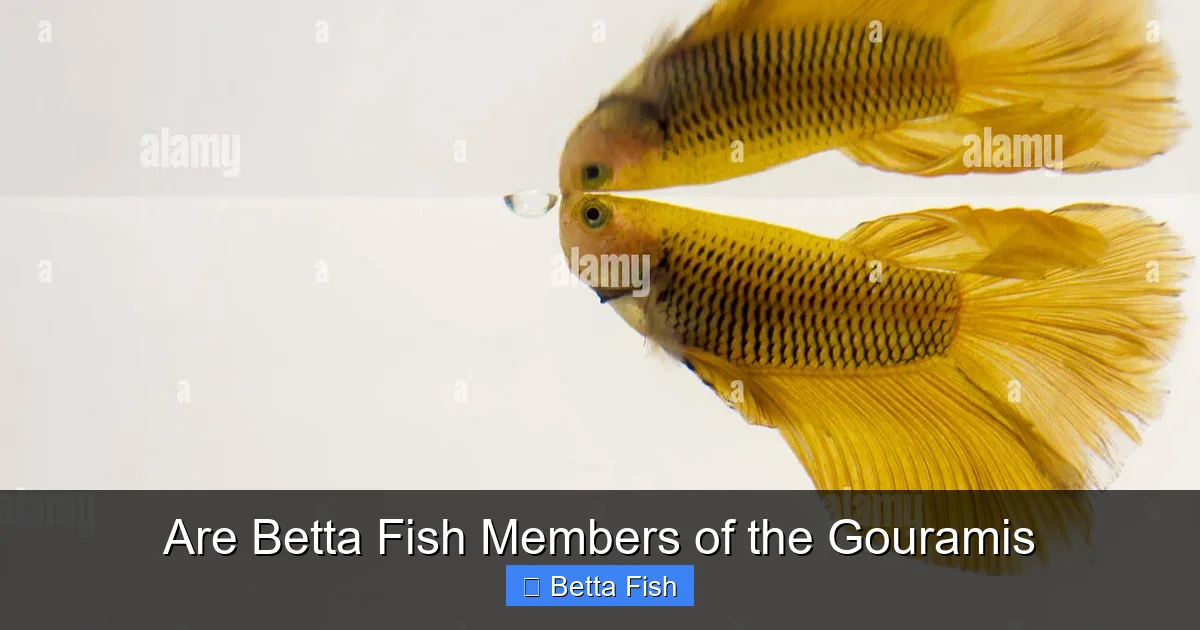 Are Betta Fish Members of the Gouramis
