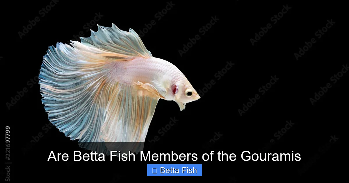 Are Betta Fish Members of the Gouramis