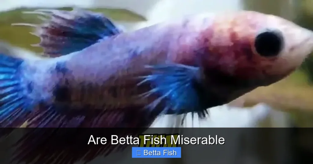 Are Betta Fish Miserable
