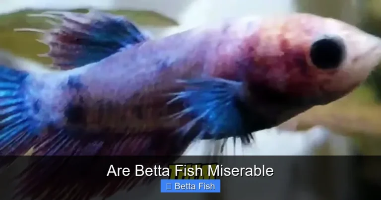 Are Betta Fish Miserable