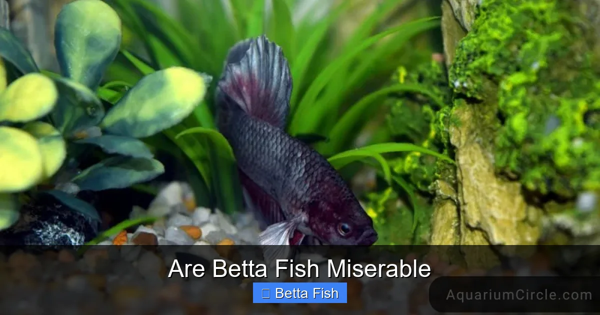 Are Betta Fish Miserable
