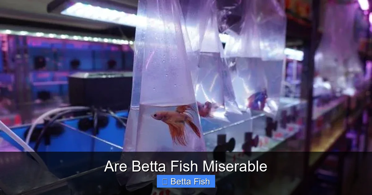 Are Betta Fish Miserable
