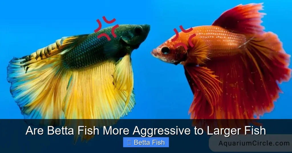 Are Betta Fish More Aggressive to Larger Fish