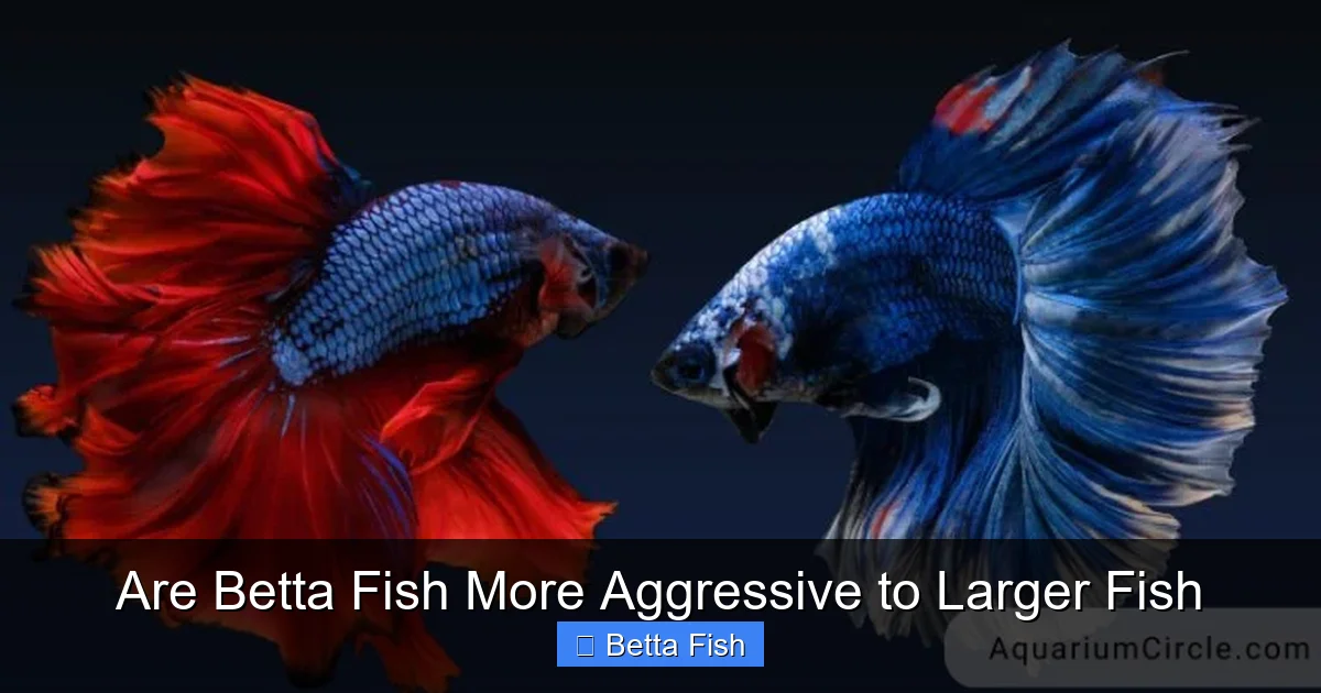 Are Betta Fish More Aggressive to Larger Fish