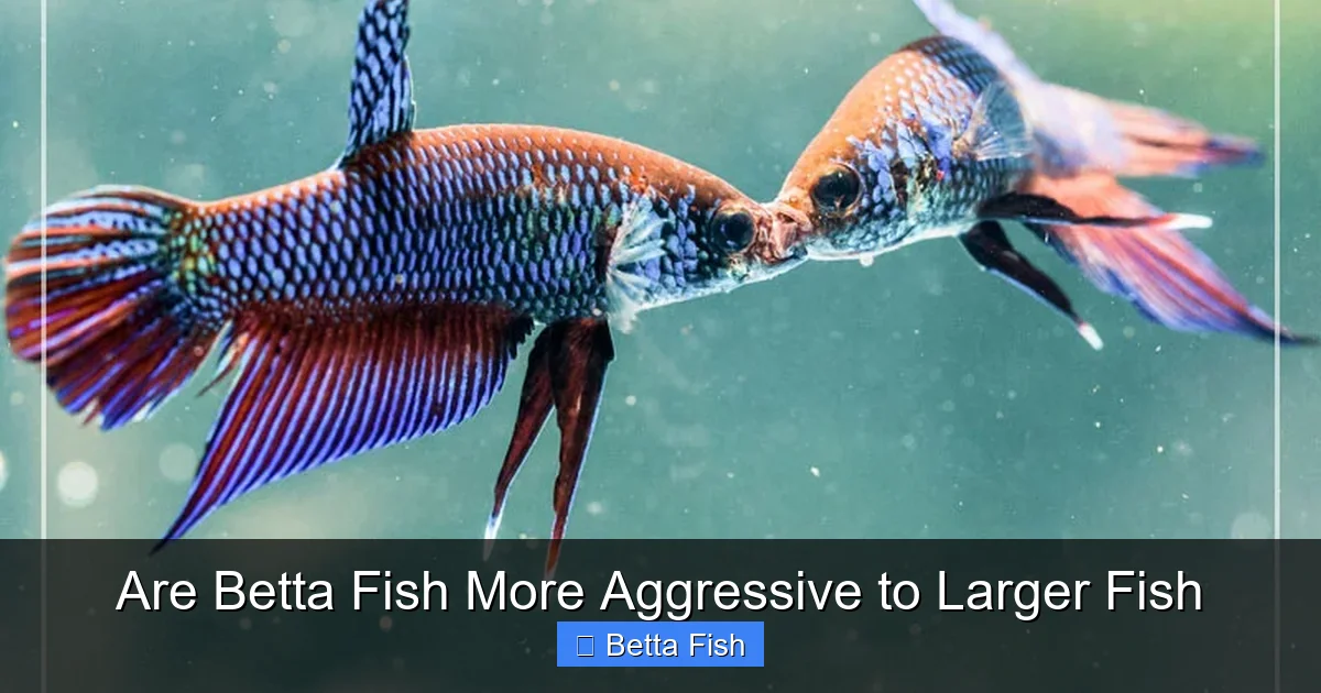 Are Betta Fish More Aggressive to Larger Fish