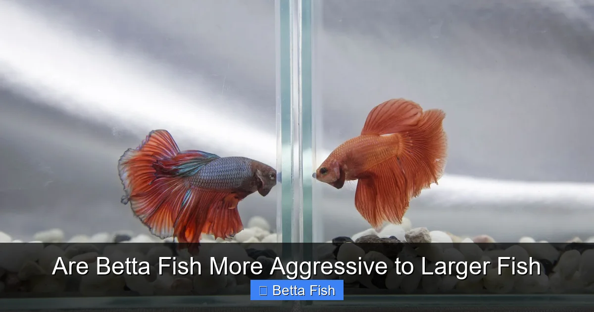 Are Betta Fish More Aggressive to Larger Fish