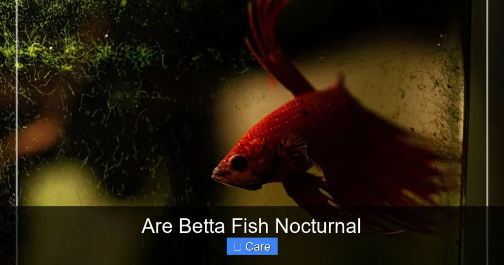 Are Betta Fish Nocturnal