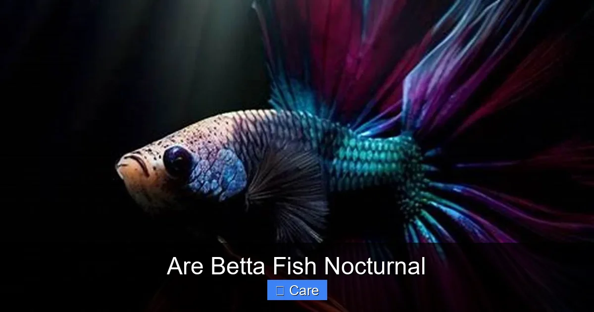 Are Betta Fish Nocturnal