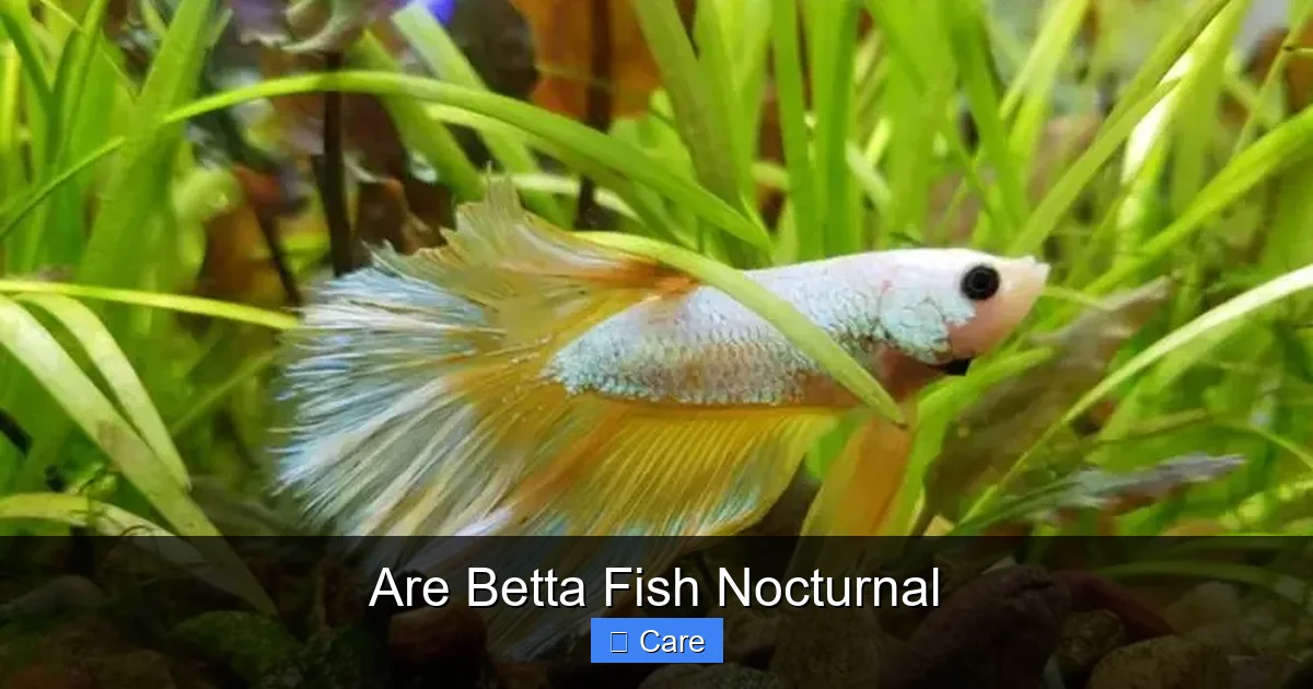 Are Betta Fish Nocturnal