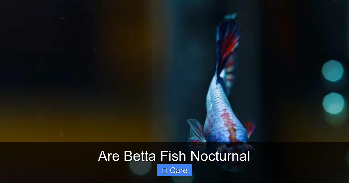 Are Betta Fish Nocturnal