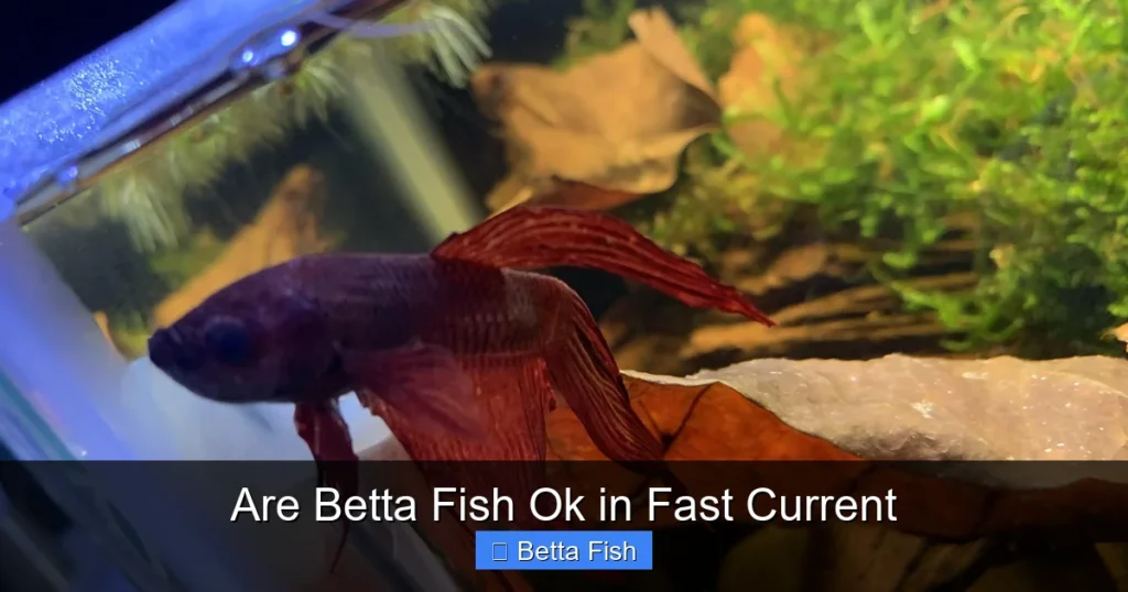 Are Betta Fish Ok in Fast Current