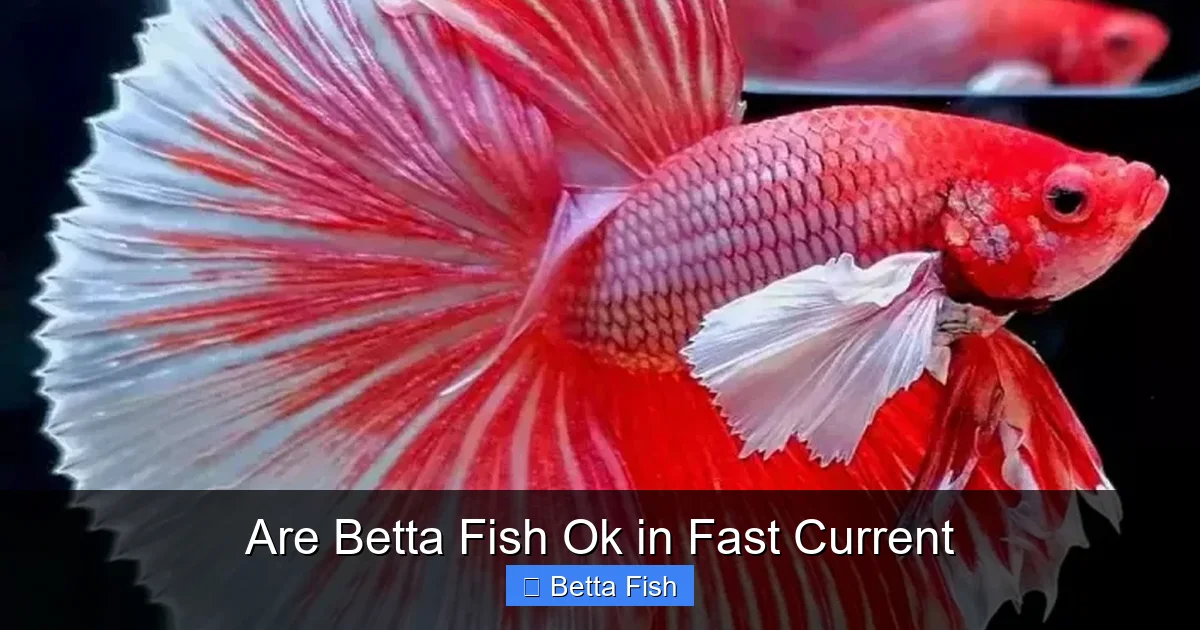 Are Betta Fish Ok in Fast Current