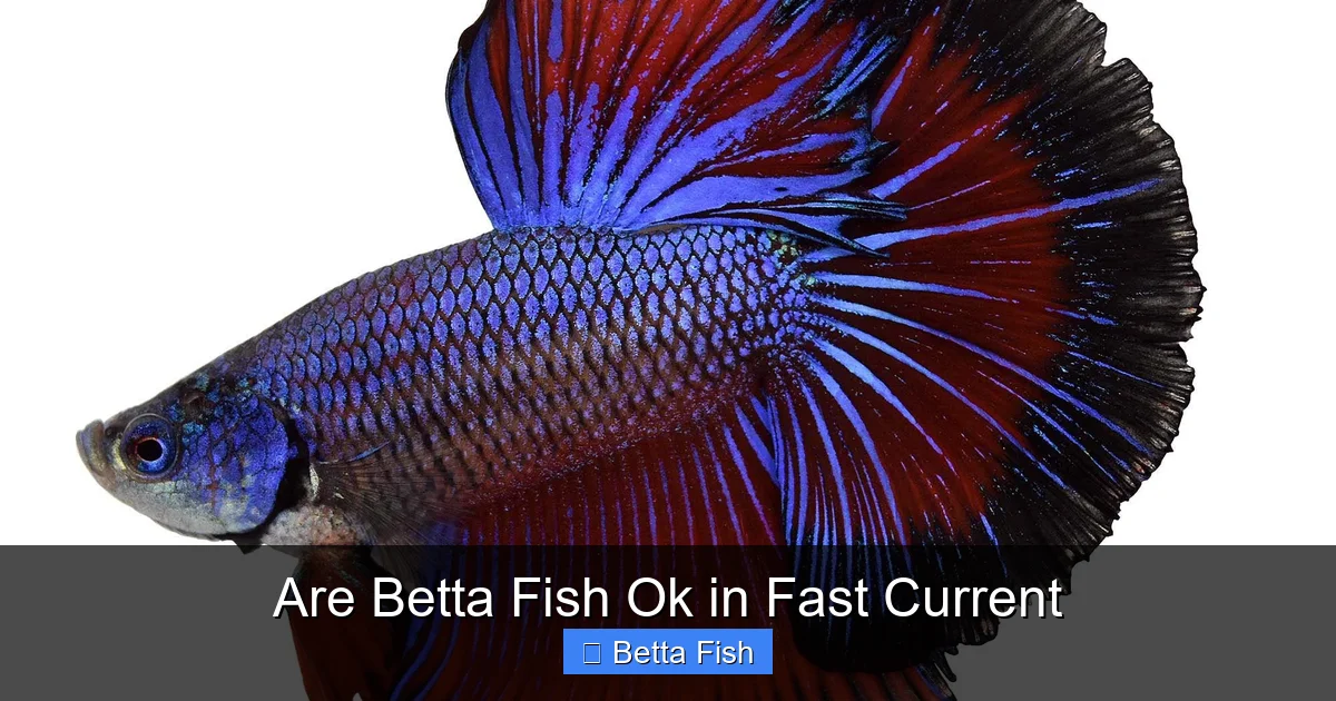 Are Betta Fish Ok in Fast Current