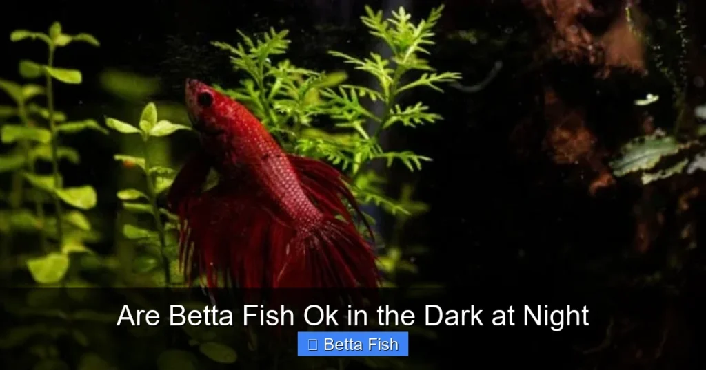 Are Betta Fish Ok in the Dark at Night