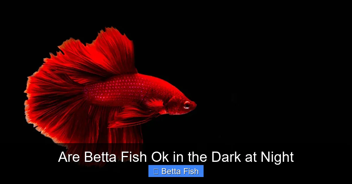 Are Betta Fish Ok in the Dark at Night