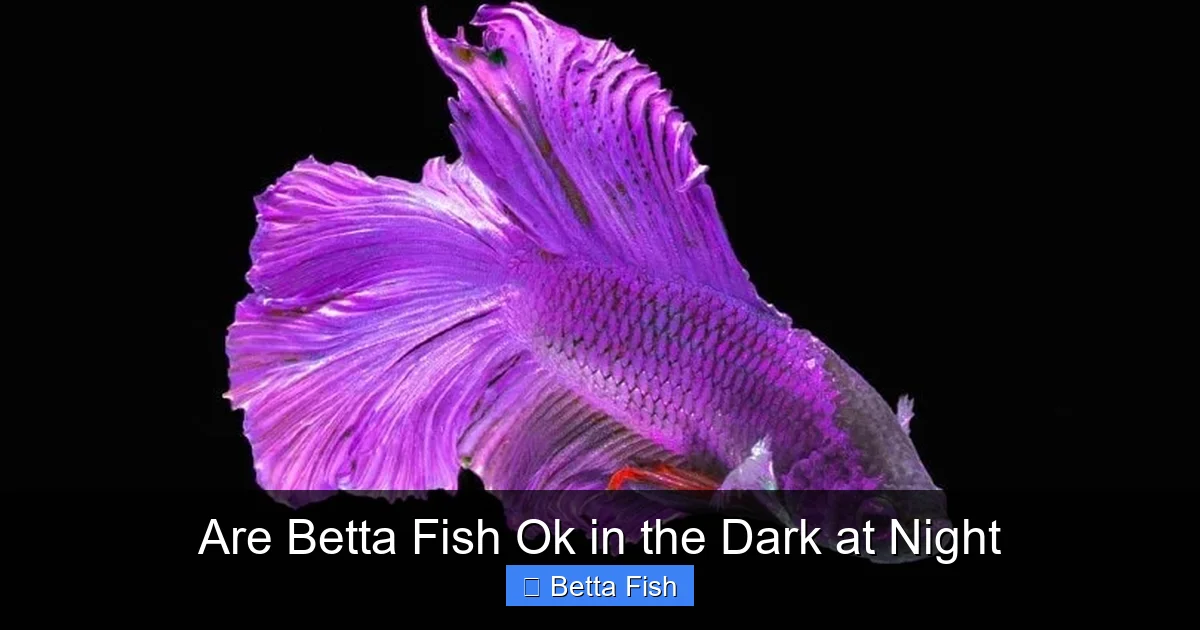 Are Betta Fish Ok in the Dark at Night