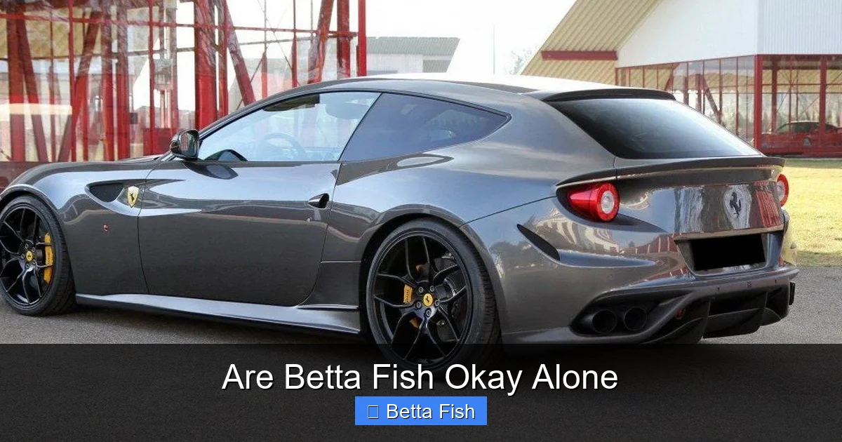 Are Betta Fish Okay Alone