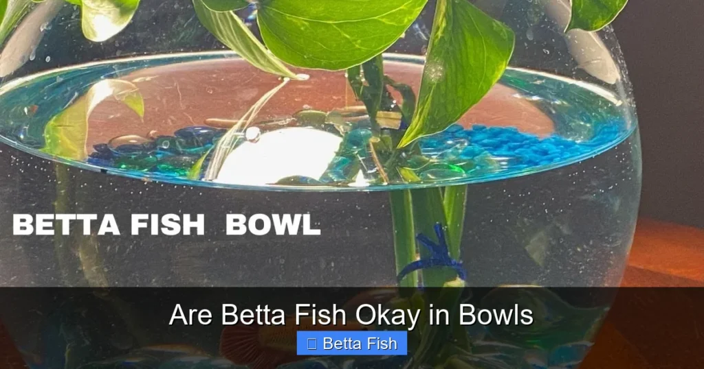 Are Betta Fish Okay in Bowls