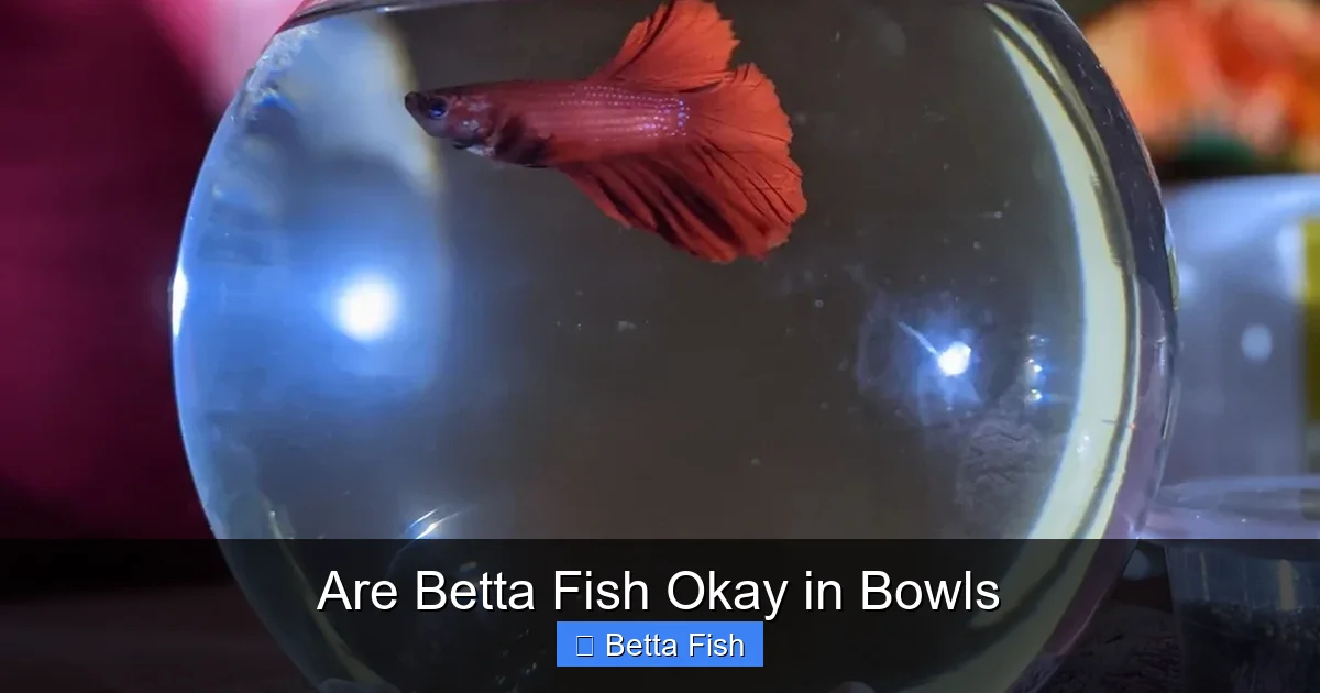 Are Betta Fish Okay in Bowls