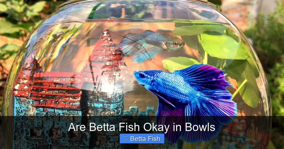 Are Betta Fish Okay in Bowls