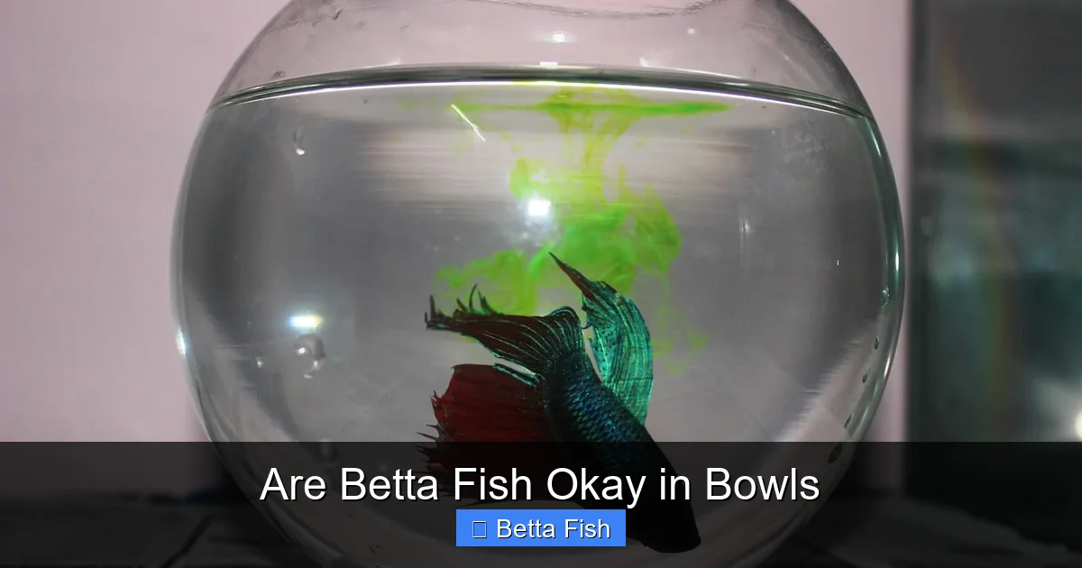 Are Betta Fish Okay in Bowls