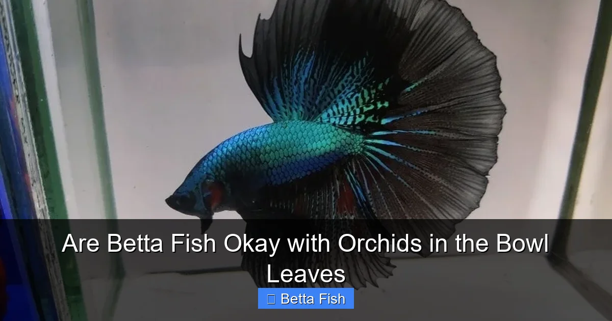Are Betta Fish Okay with Orchids in the Bowl Leaves