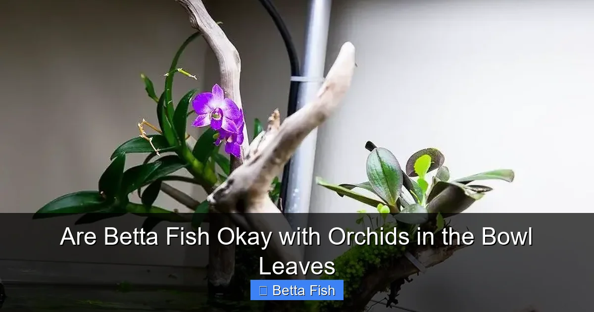 Are Betta Fish Okay with Orchids in the Bowl Leaves