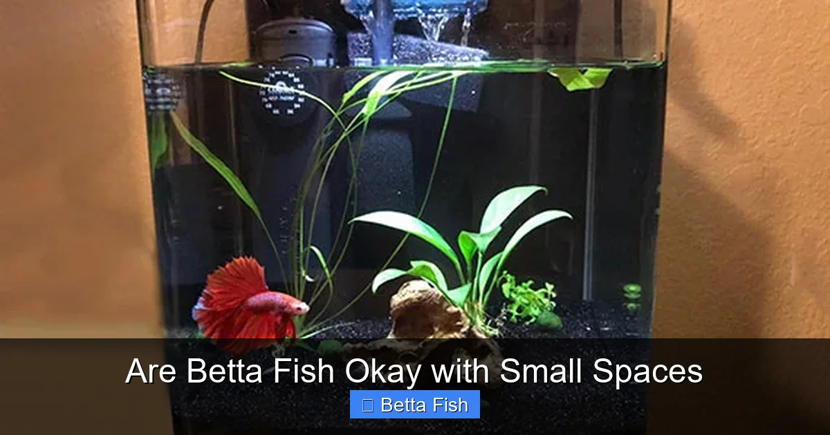 Are Betta Fish Okay with Small Spaces
