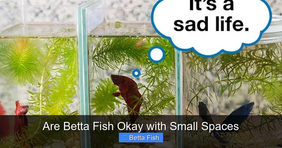 Are Betta Fish Okay with Small Spaces