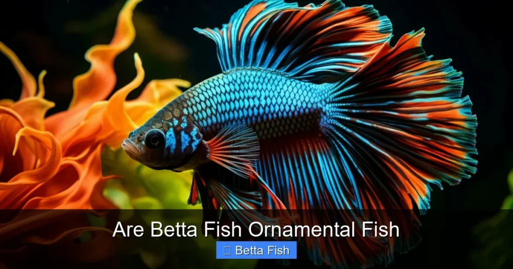 Are Betta Fish Ornamental Fish