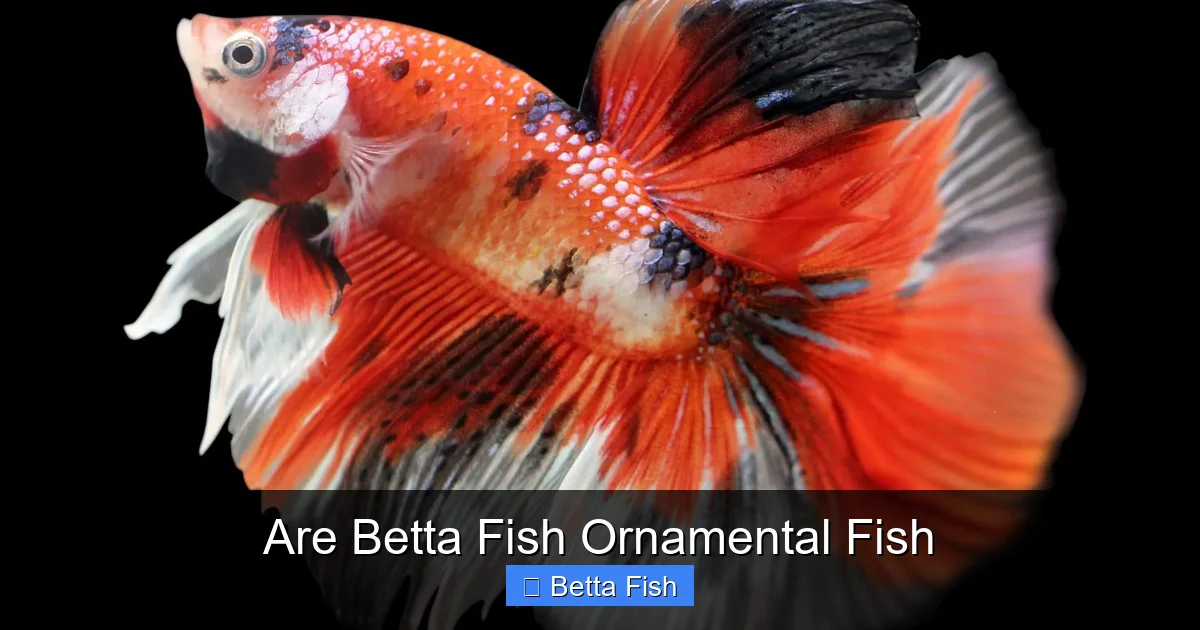 Are Betta Fish Ornamental Fish