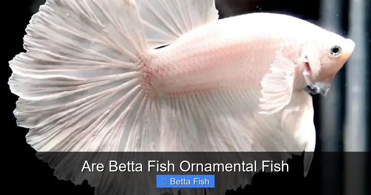 Are Betta Fish Ornamental Fish