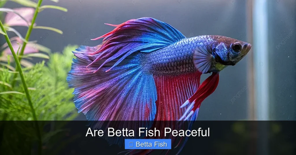 Are Betta Fish Peaceful
