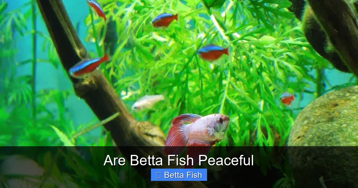 Are Betta Fish Peaceful