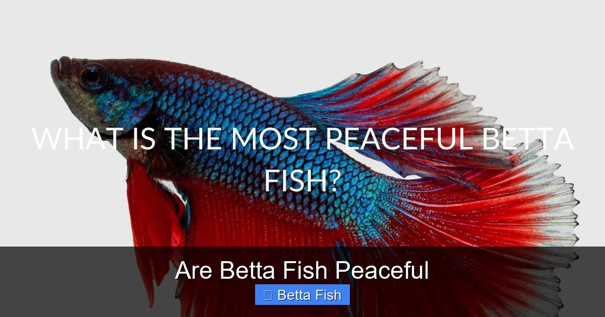 Are Betta Fish Peaceful