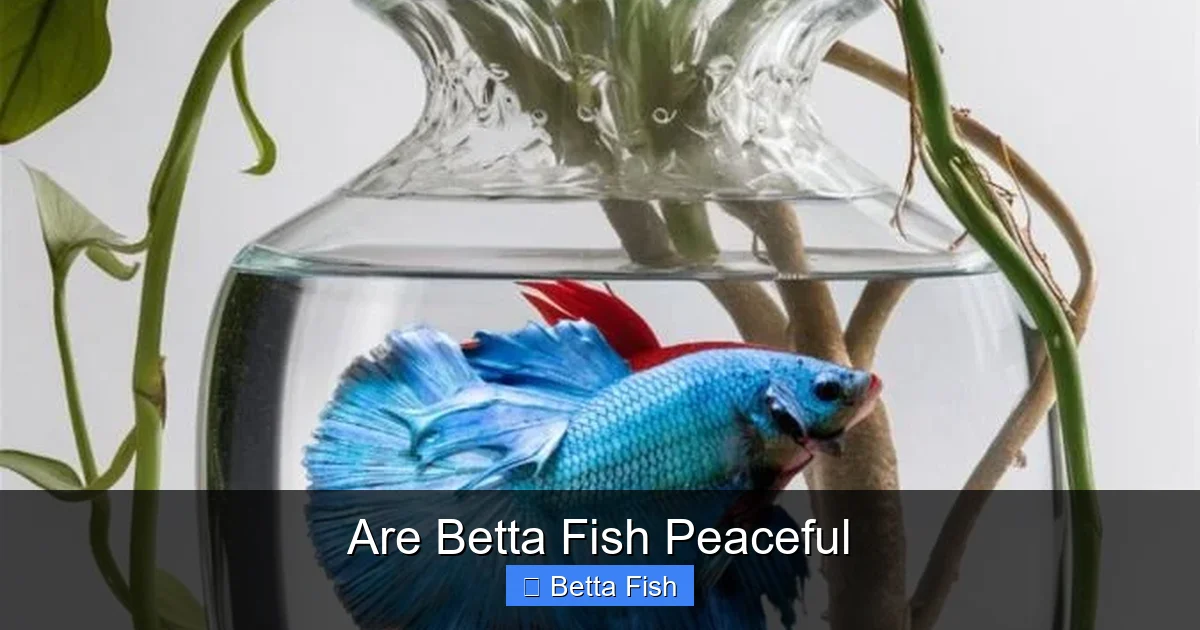Are Betta Fish Peaceful