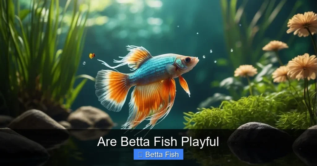 Are Betta Fish Playful