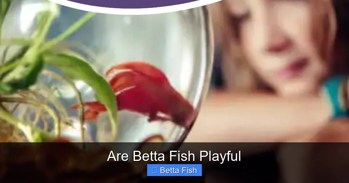 Are Betta Fish Playful
