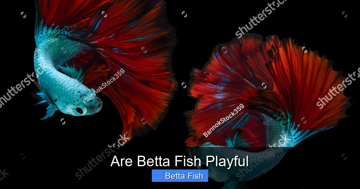 Are Betta Fish Playful