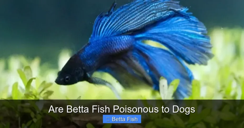 Are Betta Fish Poisonous to Dogs