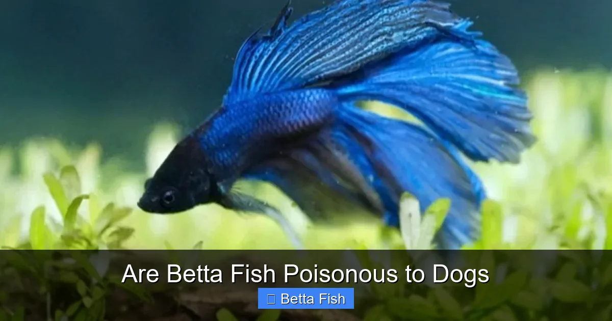 Are Betta Fish Poisonous to Dogs