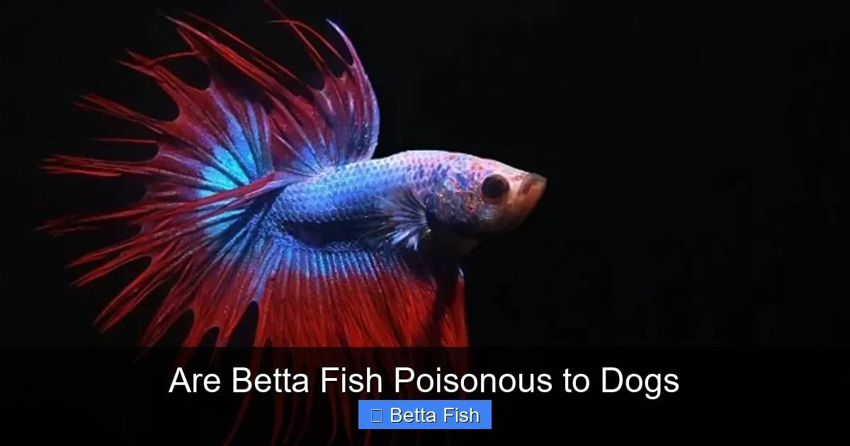 Are Betta Fish Poisonous to Dogs