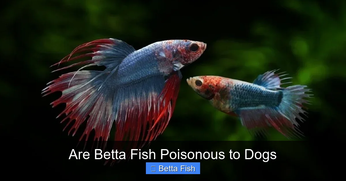 Are Betta Fish Poisonous to Dogs