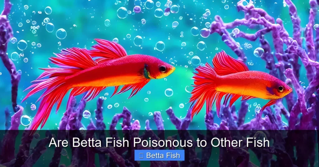 Are Betta Fish Poisonous to Other Fish