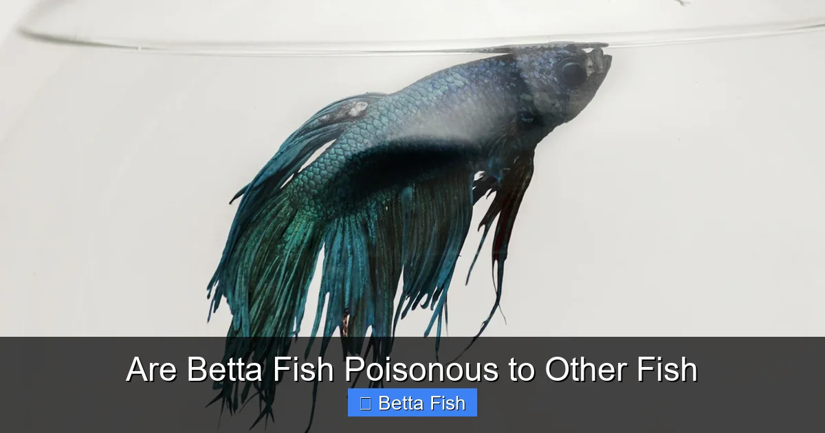 Are Betta Fish Poisonous to Other Fish