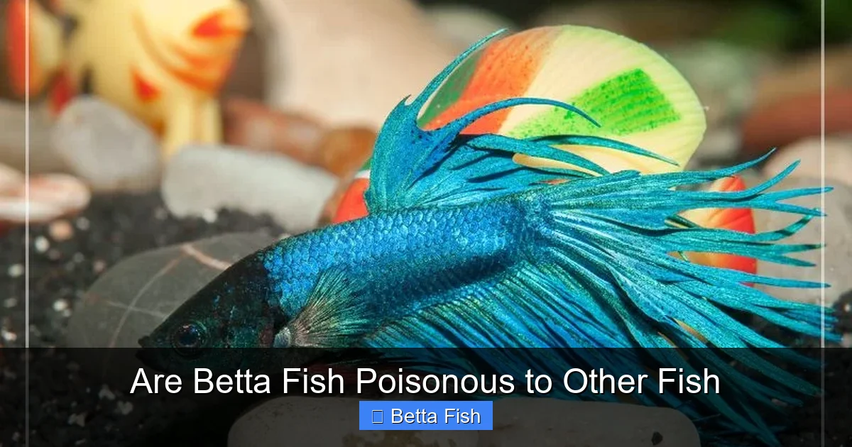Are Betta Fish Poisonous to Other Fish