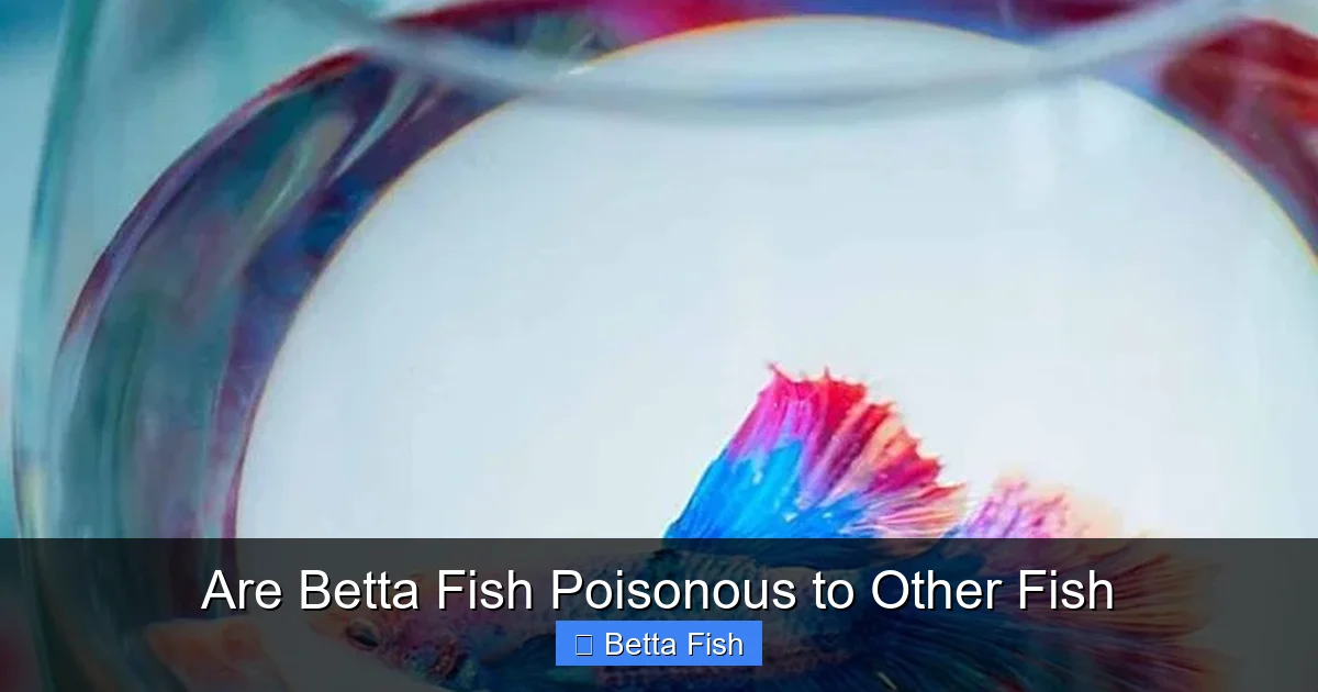 Are Betta Fish Poisonous to Other Fish